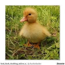 Bird Duck Duckling Yellow Nature Cute Baby Poster Zazzle Com In 2020 Cute Ducklings Ducklings Bird
