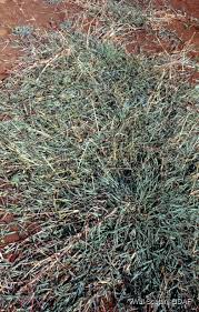 Image result for Dichanthium annulatum