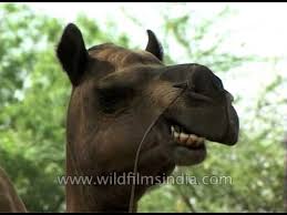 Not only do they perspire at a lower rate than we do, their sweat evaporates beneath their. The Cutest Camel S Teeth You Ever Saw Youtube