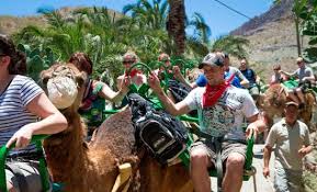 In this gran canaria excursion, you can ride a camel during 30 or 50 minutes going around fataga palm tree forest. Funny Camel Safari In Gran Canaria With Charly Picture Of Explore Gran Canaria Gran Canaria Tripadvisor