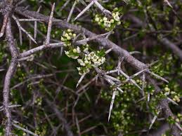 Image result for Lasiodiscus mannii