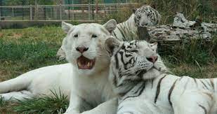 It is owned and managed by craig wagner. Home Great Cats World Park