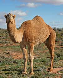 Type of camel with two humps answers. Camel Dna Shows Secrets Of Hump Backed Survivor
