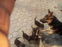 My name is aphrodite and i am the most loyal female rottweiler puppy. 8 Weeks German Shepherds Puppies For Sale Pics Lagos Pets Nigeria