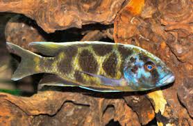 Malawi Cichlids Haplochromis Cichlids Haps Fish