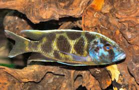 malawi cichlids haplochromis cichlids haps fish