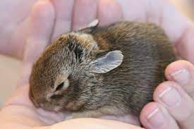 As soon as the wild bunnies' eyes are open, you may introduce them to plain alfalfa pellets, hay, such as oat hay, timothy, alfalfa and veggies such as. How To Care For A Wild Rabbit Nest 5 Steps With Pictures Instructables