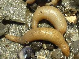 Peanut Worms Are In The Phylum Sipuncula They Are Soft And Have Unsegmented Bodies They Live In Shallow Seawater Worms Peanut Organic Matter