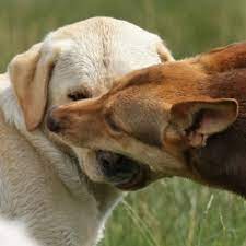 Why Do Dogs Muzzle Grab One Another Dog Star Daily