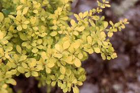 Image result for Berula thunbergii