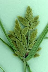 Image result for Pycreus flavescens