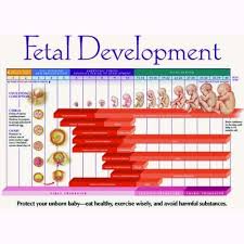 fetal development chart pdf google search baby