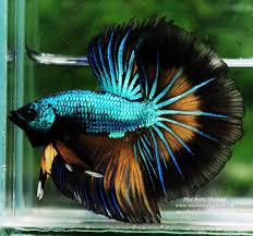 Hm Emerald Dragon Mustard Gas Black Ring Nicebettathailand In 2020 Betta Fish Breeding Betta Fish Black Rings