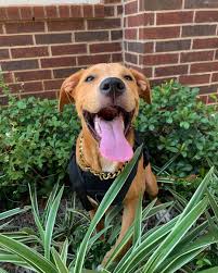 Golden retriever puppies colorado craigslist. Golden Retriever Pitbull Mix What You Need To Know K9 Web