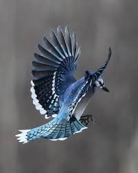 Gray Birds That Look Like Blue Jays Ade For Drawing Wings In Flight Blue Jay Photographer Heather Bashaw Blue Jay Bird Birds Flying Bird Pictures