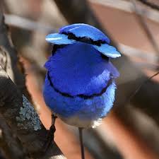 We did not find results for: Fairy Wrens Hitchhike On Predator S Song Australian Geographic