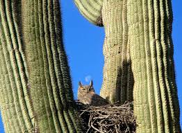Browse big, beautiful photos, view detailed apartment rental information, and learn more about the rent prices for nearby neighborhoods. Great Horned Owl Nesting In A Saguaro Cactus Near Phoenix Arizona Ecotourism Adventure Owl Nesting