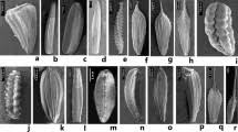 Image result for Lipocarpha rehmannii