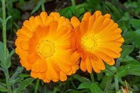 Calendula officinalis - Monaco Nature Encyclopedia