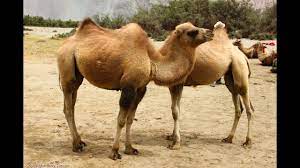 How did you get the footage? Camel Animals For Children Kids Videos Kindergarten Preschool Learning Toddlers Sounds Songs Farm Youtube