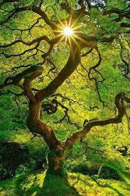 106 Gnarly Tree Beautiful Tree Nature Photography Nature Tree