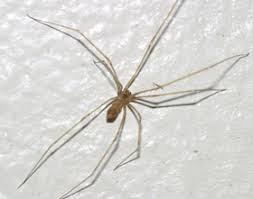 Where do black widow spiders live? Spider Exterminator Control Eastern Pest Control New Jersey