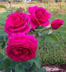 The run for the roses is taking place on saturday may 1st. Miranda Lambert Hybrid Tea Roses Tea Roses Beautiful Rose Flowers