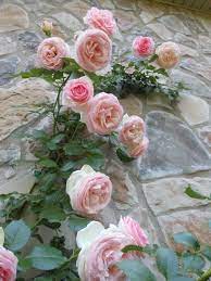 My Young Eden Climber Rose Gallery Forum Gardenweb Beautiful Flowers Climbing Roses Beautiful Roses
