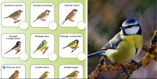 Il a pour but de collecter un grand nombre de données sur les oiseaux peuplant les parcs et jardins de france afin de mieux les connaitre. Week End National De Comptage Des Oiseaux Des Jardins Charente Et Charente Maritime