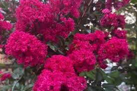 Image result for Vitex ferruginea