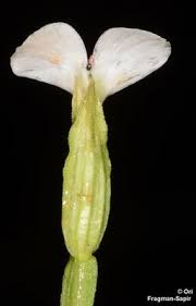 Image result for Canscora alata