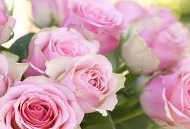 Hier erfahren sie, worauf sie achten sollten. Rosen Kaufen Ahrens Sieberz Pflanzenversand Gartenbedarf