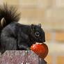 black squirrels northern california from www.mercurynews.com