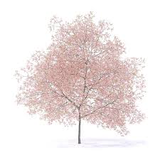 Peach Tree With Flowers 3d Model 7 5m 3d Model Ad Tree Peach Flowers Model Flowering Trees Peach Trees Flower Model