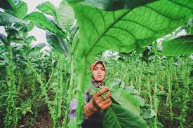 Inilah daftar harga tembakau saat ini yang dijual di kota perdagangan produk pertanian wilayah indonesia. Sejumput Kisah Negeri Daun Emas Bag 1 Alfianwidi