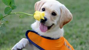 There are two components of an effective training regimen for all service dogs. How To Train A Service Dog Service Dog Certifications