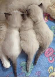 Calico and tortoiseshell are similar, but calicos have patches of white, orange and brown or black while. Choosing The Right Cat Or Female Kitten For Your Family And Why