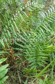 Image result for Pteris preussii