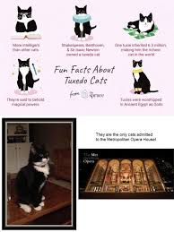 They had numerous inventions including. Fun Facts About Tuxedo Cats The Most Amazing Are Minoan Linear A Linear B Knossos Mycenae