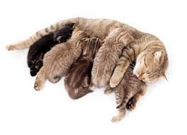 Katzenratgeber Schwangerschaft Bei Katzen Markt De