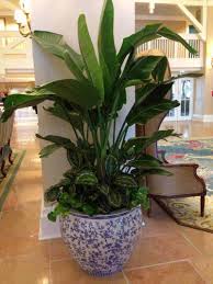 An edible banana plant in the musaceae family, right. White Bird Of Paradise Care How To Grow Strelitzia Nicolai Updated