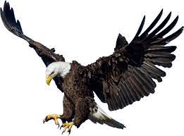 Picture Of Eagle Png Eagle Images Eagle Pet Birds