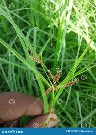 Image result for Cyperus longus