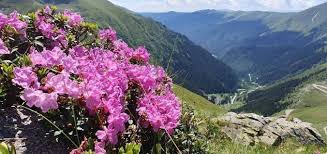 Tratament hepatita b cu generice india. Forum Tratamente Naturiste Manastiresti Posts Facebook