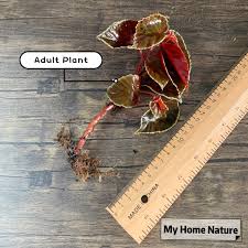 Image result for Begonia rubronervata