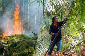 Además, cómo evitarla y su relación con la desertificación. Que Es La Deforestacion Y Cuales Son Sus Causas Y Consecuencias