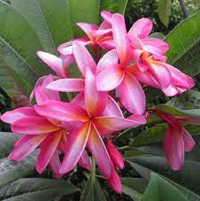 Pin On Plumeria