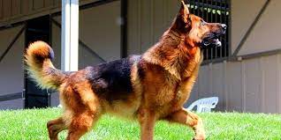 How To Train A German Shepherd To Be A Guard Dog Gshepherds Com German Shepherd Dogs German Shepherd German Shep
