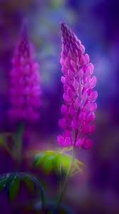 Moss Rock Garden Containergardendeck Gardenlighting Rockgardenlayout Id 5951583527 Beautiful Flowers Lupine Flowers Wonderful Flowers