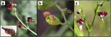 Image result for Antherothamnus